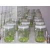 組培瓶生產(chǎn) 廠家 提供組培瓶，蘭花瓶，蟲草瓶