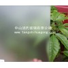 玻璃蒙砂粉廠家、水性蒙砂粉（環(huán)保型）